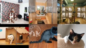 12+ Luxe Cat Hotel Ideas That Pamper Pets
