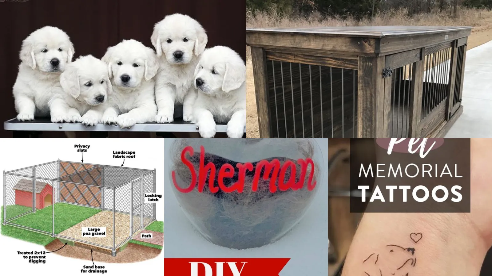 11+ Adorable Dog Name Ideas That Steal Hearts
